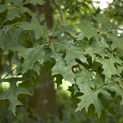 2.25gal Pin Oak Tree - National Plant Network 3 2.25gal Pin Oak Tree - National Plant Network