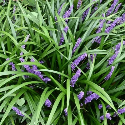 15pc Big Blue Liriope Plant With Purple Blooms - National Plant Network 9 15pc Big Blue Liriope Plant With Purple Blooms - National Plant Network - Image 7