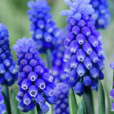25ct Muscari Dark Eyes Blue Bulbs - Van Zyverden 4 25ct Muscari Dark Eyes Blue Bulbs - Van Zyverden - Image 2