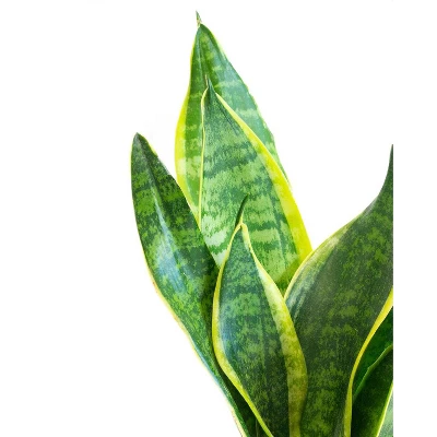 Live Sansevieria Snake Plant In Repose Rustic Stone Planter 4 Live Sansevieria Snake Plant In Repose Rustic Stone Planter - Image 2