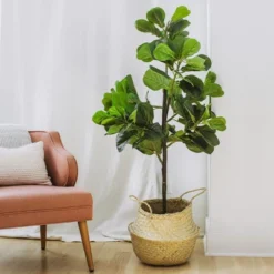 Forever Leaf 60" Artificial Fiddle Leaf Fig Tree With Black Pot, Indoor Artificial Plant For Home Decor 9 Forever Leaf 60" Artificial Fiddle Leaf Fig Tree With Black Pot, Indoor Artificial Plant For Home Decor -Artificial Plant Store GUEST 4c41f880 c771 4593 9be8 f3da88632c0d