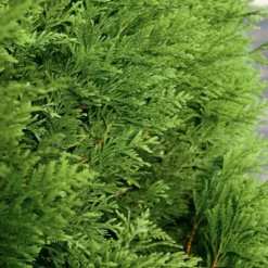 Arborvitae 'Green Giant' U.S.D.A. Hardiness Zones 5-8 Cottage Hill -Artificial Plant Store GUEST 4c857e26 2573 46ab 9237 5eb90e7aa862