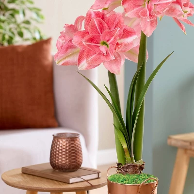 Van Zyverden Fast Track Amaryllis Bulb Kit Double Time With XL Artisan Decorative Planter 4 Van Zyverden Fast Track Amaryllis Bulb Kit Double Time With XL Artisan Decorative Planter - Image 2