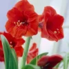 Van Zyverden Amaryllis Red Lion Flower Bulb With Artisan Decorative Planter 2 Van Zyverden Amaryllis Red Lion Flower Bulb With Artisan Decorative Planter -Artificial Plant Store GUEST 4d40de06 b518 4e4f b3d1 33d9a0c2f977