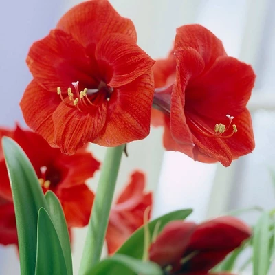 Van Zyverden Amaryllis Red Lion Flower Bulb With Artisan Decorative Planter 3 Van Zyverden Amaryllis Red Lion Flower Bulb With Artisan Decorative Planter