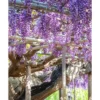 2.5qt. Black Dragon Wisteria Plant With Dark Purple Blooms - National Plant Network
