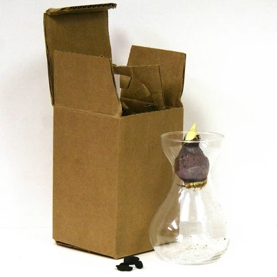 Van Zyverden Hyacinth Pink Flower Bulb With Clear Artisan Glass 4 Van Zyverden Hyacinth Pink Flower Bulb With Clear Artisan Glass - Image 2