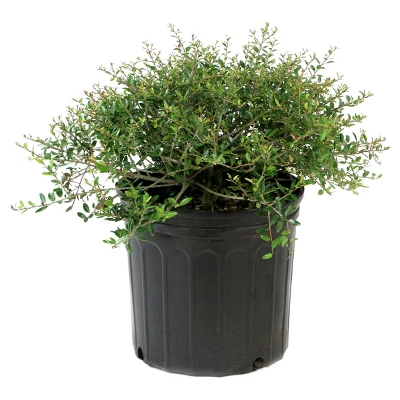 Holly Dwarf Yaupon 1pc - National Plant Network U.S.D.A Hardiness Zone 7-11 - 2.5 Quart 3 Holly Dwarf Yaupon 1pc - National Plant Network U.S.D.A Hardiness Zone 7-11 - 2.5 Quart