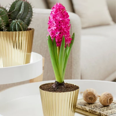 Van Zyverden Hyacinth PreChilled Kit Jan Bos Bulb With Iron Brass Textured Finish Planter 6 Van Zyverden Hyacinth PreChilled Kit Jan Bos Bulb With Iron Brass Textured Finish Planter - Image 4