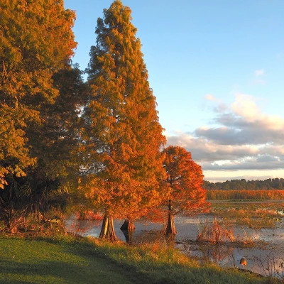 2.25gal Bald Cypress Tree - National Plant Network 3 2.25gal Bald Cypress Tree - National Plant Network
