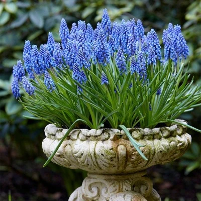 Van Zyverden 100ct Bulbs Muscari Grape Hyacinths 4 Van Zyverden 100ct Bulbs Muscari Grape Hyacinths - Image 2