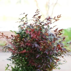 National Plant Network Outdoor Live Gulf Stream Nandina Plant - 1ct 1gal -Artificial Plant Store GUEST 50efe617 2387 4615 81e5 89b5c21df41c
