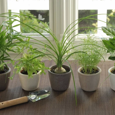 National Plant Network Live Indoor 6" Ponytail Palm Plant 3 National Plant Network Live Indoor 6" Ponytail Palm Plant