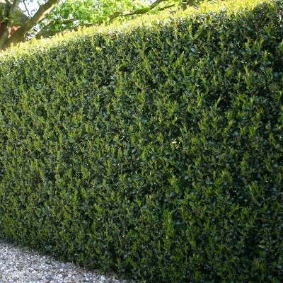 1pc Holly Dwarf Burford - National Plant Network 3 1pc Holly Dwarf Burford - National Plant Network