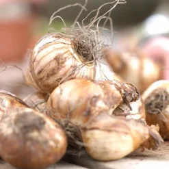 Daffodils Pheasant's Eye Set Of 12 Bulbs - White/Red - Van Zyverden