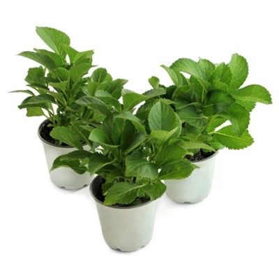 Hydrangea 'LA Dreamin' 3pc - National Plant Network - U.S.D.A. Hardiness Zones 5 - 10 3 Hydrangea 'LA Dreamin' 3pc - National Plant Network - U.S.D.A. Hardiness Zones 5 - 10