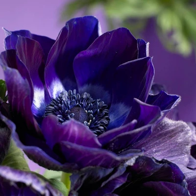 Van Zyverden 25ct Bulbs Anemone Wind Flowers Darkest Blue 6 Van Zyverden 25ct Bulbs Anemone Wind Flowers Darkest Blue - Image 4