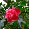 2.5qt Camellia Sasanqua Plant With Red Blooms - National Plant Network -Artificial Plant Store GUEST 5304dc80 f1a1 45ca aa87 d2fe49159889