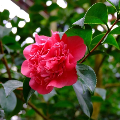 2.5qt Camellia Sasanqua Plant With Red Blooms - National Plant Network 3 2.5qt Camellia Sasanqua Plant With Red Blooms - National Plant Network