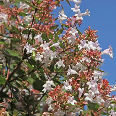 Abelia 'Rose Creek' 1pc U.S.D.A. Hardiness Zones 6-9 National Plant Network 2.25gal 3 Abelia 'Rose Creek' 1pc U.S.D.A. Hardiness Zones 6-9 National Plant Network 2.25gal