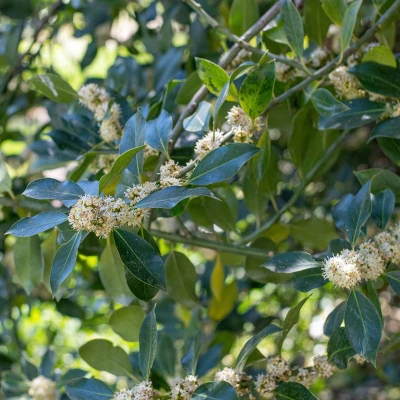 National Plant Network Live Outdoor Nellie R. Stevens Holly Plant - 1ct 3gal 3 National Plant Network Live Outdoor Nellie R. Stevens Holly Plant - 1ct 3gal