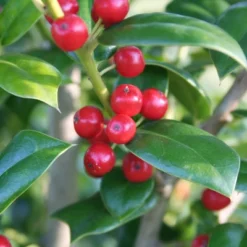 Holly 'Needlepoint' 2.25gal U.S.D.A. Hardiness Zones 7-9 - 1pc - National Plant Network -Artificial Plant Store GUEST 54e2127b 3261 4e62 a734 f5548169ec0a