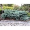 2.25gal Owl Juniper Plant Gray - National Plant Network -Artificial Plant Store GUEST 54f70aee 4c95 4e12 803d e67e58e10ec1