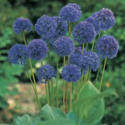 Van Zyverden 25ct Bulbs Allium Azureum Blue Globe Onions 9 Van Zyverden 25ct Bulbs Allium Azureum Blue Globe Onions -Artificial Plant Store GUEST 5509543e 51ad 4582 98f3 7de37e53b3b8