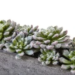 Nearly Natural Succulent Garden With Textured Concrete Planter -Artificial Plant Store GUEST 559e226d e4eb 4618 bc30 158ddd5d503b