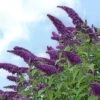 Buddleia 'Black Knight' 1pc U.S.D.A Hardiness Zone 5-9 National Plant Network 2.25gal 2 Buddleia 'Black Knight' 1pc U.S.D.A Hardiness Zone 5-9 National Plant Network 2.25gal -Artificial Plant Store GUEST 57b4b219 6c44 4d5f af98 fc0dd9520009