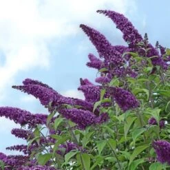 Buddleia 'Black Knight' 1pc U.S.D.A Hardiness Zone 5-9 National Plant Network 2.25gal