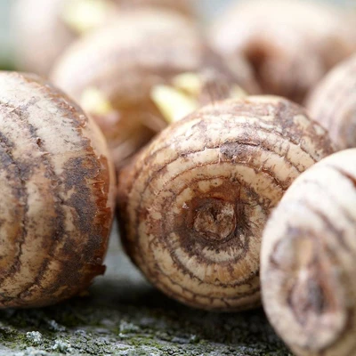 25ct Crocus Large Flowering Blend For Containers Bulbs - Van Zyverden 3 25ct Crocus Large Flowering Blend For Containers Bulbs - Van Zyverden