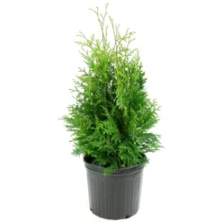 Arborvitae 'Green Giant' U.S.D.A. Hardiness Zones 5-8 Cottage Hill -Artificial Plant Store GUEST 581f8a18 6873 445b af88 ea5b24aed122