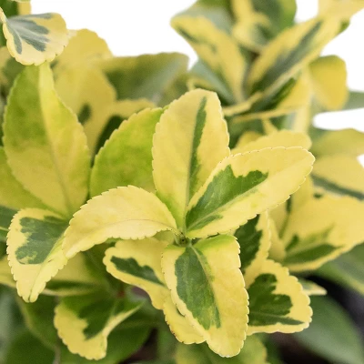 National Plant Network Live Outdoor Golden Euonymus Plant - 1ct 1gal 7 National Plant Network Live Outdoor Golden Euonymus Plant - 1ct 1gal - Image 5