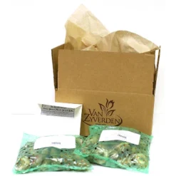 Grape Hyacinths Set Of 25 Bulbs - Blue - Van Zyverden 6 Grape Hyacinths Set Of 25 Bulbs - Blue - Van Zyverden -Artificial Plant Store GUEST 585e449f 3de1 43f8 a363 0aeb1b94ba5d