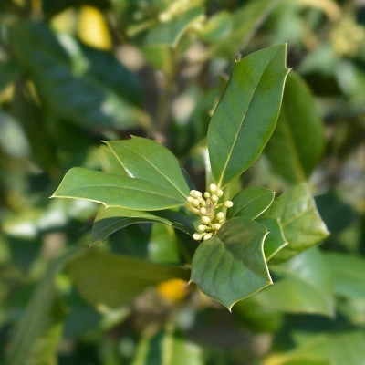 National Plant Network Live Outdoor Nellie R. Stevens Holly Plant - 1ct 3gal 4 National Plant Network Live Outdoor Nellie R. Stevens Holly Plant - 1ct 3gal - Image 2