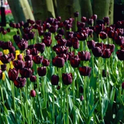 Van Zyverden 25ct Bulbs Tulips Queen Of Night 9 Van Zyverden 25ct Bulbs Tulips Queen Of Night -Artificial Plant Store GUEST 58e2b425 8385 4be3 b732 12aee5a5c057