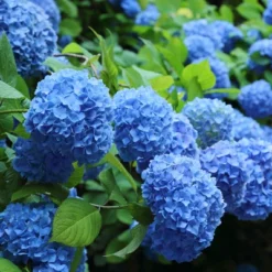 Hydrangea 'Nikko Blue' 1pc U.S.D.A. Hardiness Zones 6-9 National Plant Network 2.5qt