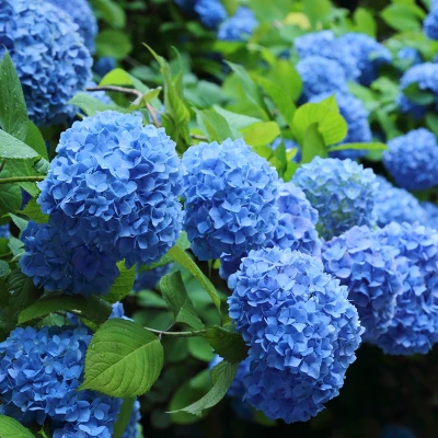 Hydrangea 'Nikko Blue' 1pc U.S.D.A. Hardiness Zones 6-9 National Plant Network 2.5qt 3 Hydrangea 'Nikko Blue' 1pc U.S.D.A. Hardiness Zones 6-9 National Plant Network 2.5qt