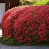 2.5qt Girard Crimson Azalea Plant With Red Blooms - National Plant Network 2 2.5qt Girard Crimson Azalea Plant With Red Blooms - National Plant Network -Artificial Plant Store GUEST 5a29974c f52c 485a aa0d 47fe81ad3282