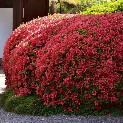 2.5qt Girard Crimson Azalea Plant With Red Blooms - National Plant Network 3 2.5qt Girard Crimson Azalea Plant With Red Blooms - National Plant Network