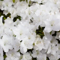 2.5qt Pleasant White Azalea Plant With White Blooms - National Plant Network: Ideal For Garden Beds & Hedges 8 2.5qt Pleasant White Azalea Plant With White Blooms - National Plant Network: Ideal For Garden Beds & Hedges -Artificial Plant Store GUEST 5a586b52 60b8 4ff3 b368 19de8caac7a0
