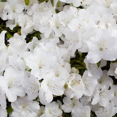 2.5qt Pleasant White Azalea Plant With White Blooms - National Plant Network: Ideal For Garden Beds & Hedges 5 2.5qt Pleasant White Azalea Plant With White Blooms - National Plant Network: Ideal For Garden Beds & Hedges - Image 3