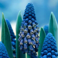 25ct Grape Hyacinths Giant Cobalt Blue Bulbs - Van Zyverden