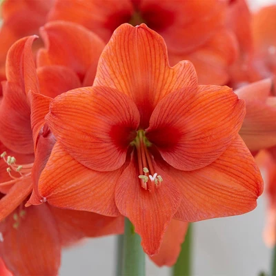 Van Zyverden Amaryllis Naranja Flower Bulb 4 Van Zyverden Amaryllis Naranja Flower Bulb - Image 2