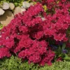 Azalea 'Johanna' 1pc U.S.D.A. Hardiness Zones 6-8 National Plant Network 2.25gal 2 Azalea 'Johanna' 1pc U.S.D.A. Hardiness Zones 6-8 National Plant Network 2.25gal -Artificial Plant Store GUEST 5c4592b7 ac8e 469a 8adc 32b4e8c59e3e