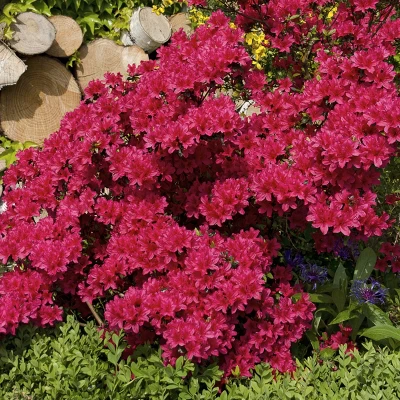 Azalea 'Johanna' 1pc U.S.D.A. Hardiness Zones 6-8 National Plant Network 2.25gal 3 Azalea 'Johanna' 1pc U.S.D.A. Hardiness Zones 6-8 National Plant Network 2.25gal