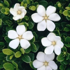 2.25gal Daisy Gardenia Plant White Blooms - National Plant Network 9 2.25gal Daisy Gardenia Plant White Blooms - National Plant Network -Artificial Plant Store GUEST 5c627269 96d8 448a bbda 311c60641752