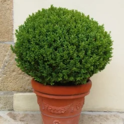 National Plant Network Outdoor Live Wintergreen Boxwood Plant - 1ct 1gal 13 National Plant Network Outdoor Live Wintergreen Boxwood Plant - 1ct 1gal -Artificial Plant Store GUEST 5c8d472a 5ee6 44a3 b021 9a13d5433793