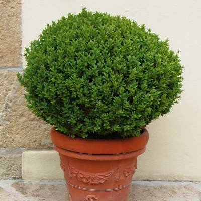 National Plant Network Outdoor Live Wintergreen Boxwood Plant - 1ct 1gal 6 National Plant Network Outdoor Live Wintergreen Boxwood Plant - 1ct 1gal - Image 4